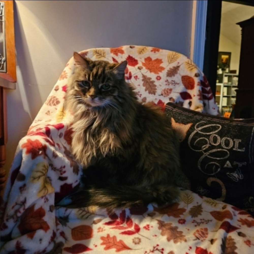 IN MEMORY OF BEAUTIFUL ROWAN 10/13/25